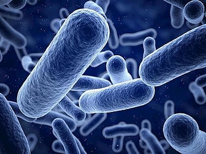 Herencia en las bacterias