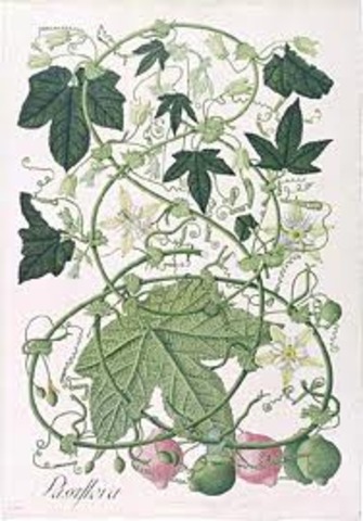 Desarrollo de la botánica.