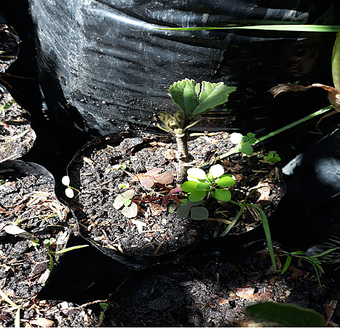 Eliminación de malezas