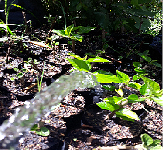 Riego de plantas
