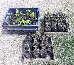 presentación final de plantas