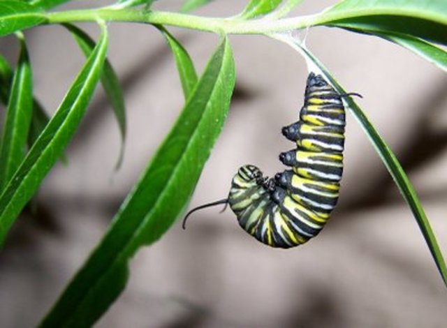 Catterpillar Creates Cocoon