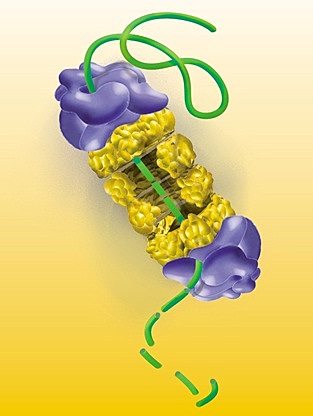 Degradación Proteínica