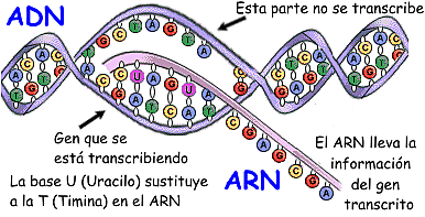 Base Molecular de Transcripción genética