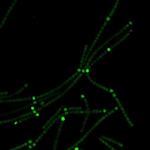 Proteína Verde Fluorescente