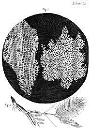 Robert Hooke