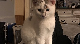 Timeline: Allison's Technology Timeline