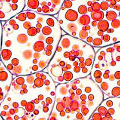 Timeline: teoria celular