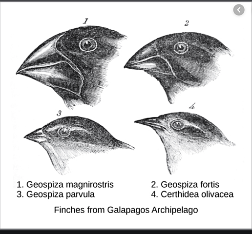 Theory of Evolution Continued