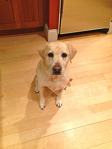 James and Pamela Buy First Dog