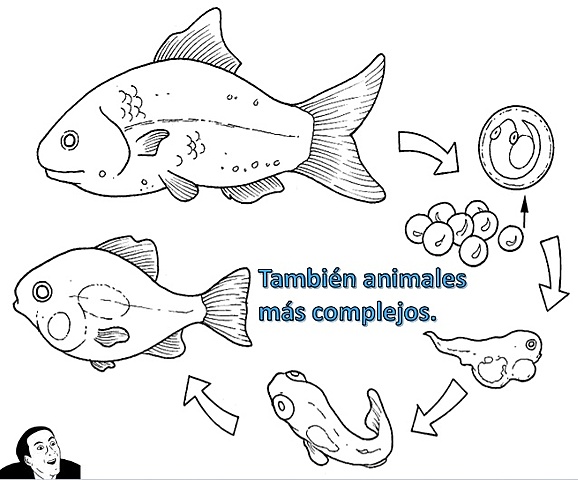 ¿Que es la biogénesis ?