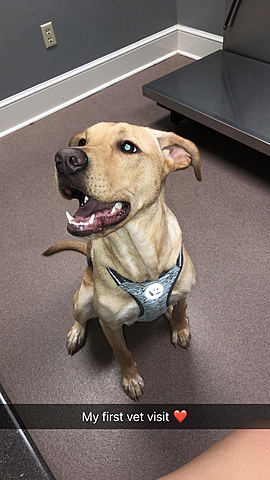 Charlie goes to the vet