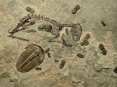 Aparicion del primer sistema nervioso