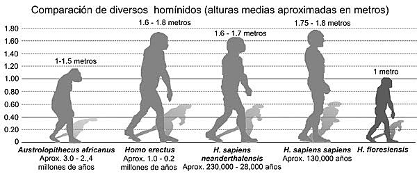 El surgimiento de los hominidos y sus caracteristicas