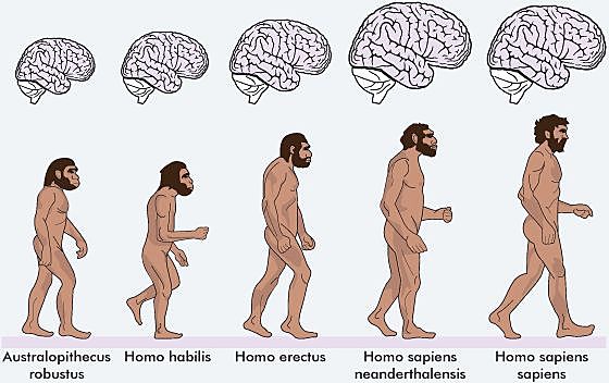 Caracteristicas de los Hominidos