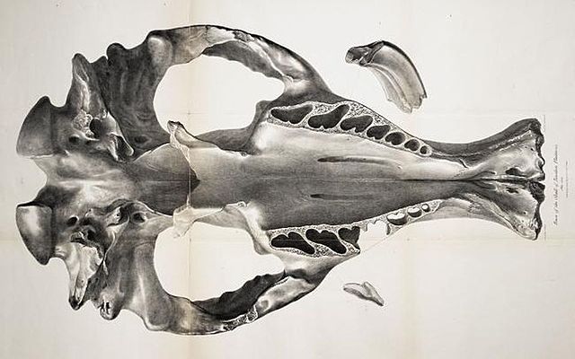 Fossils at Argentina