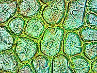 El origen de los organismos multicelulares