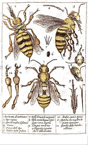 Impulso de la Apicultura