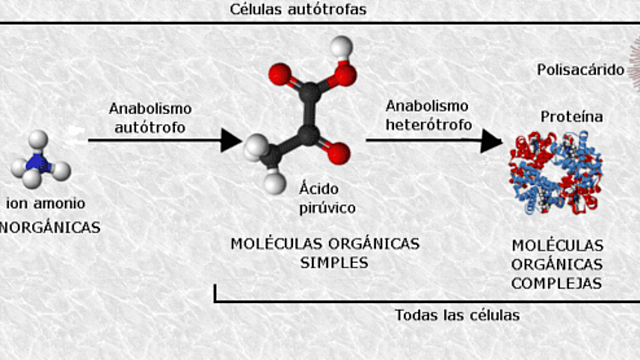 Clasificación de Biomoléculas