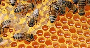 Metales pesados en Miel