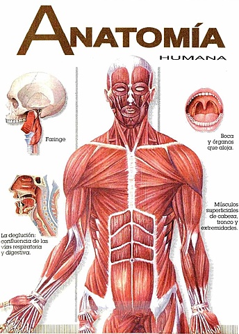 Anatomia