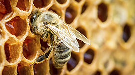 Timeline: Microbiología, inclusión de la Miel de Abeja