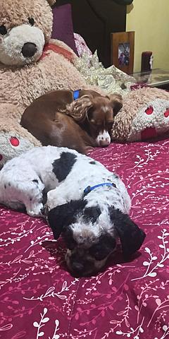 Adopción de mis mascotas