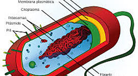 Timeline: Teoría celular