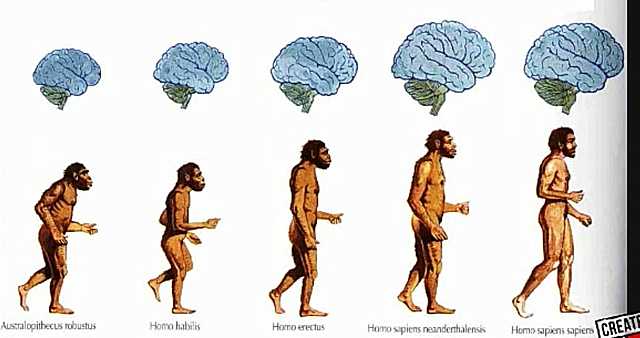 Evolución de los homínidos