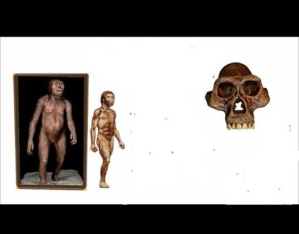 Australopithecus