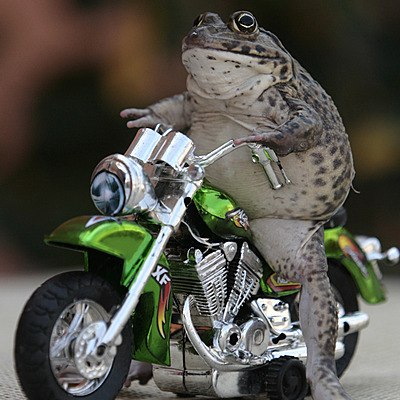 Timeline: frog on byke