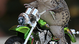 Timeline: frog on byke