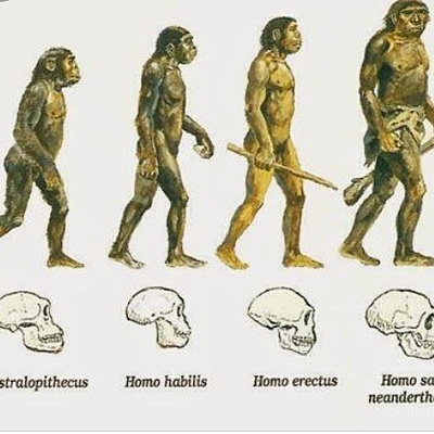 Timeline: Evolución humana