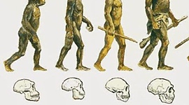Timeline: Evolución humana