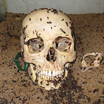 Timeline: Forensics Science History