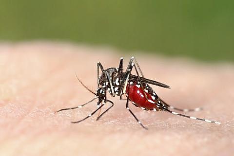 Malaria