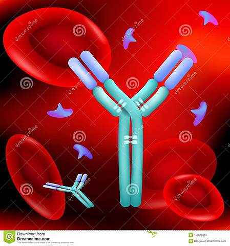 Glóbulos rojos como antígenos