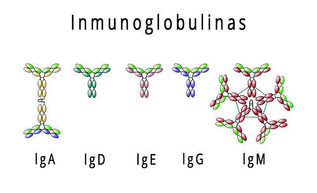 Inmunoglobulina
