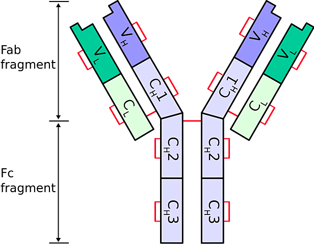 Descubrimientos de la estructura química de los anticuerpos