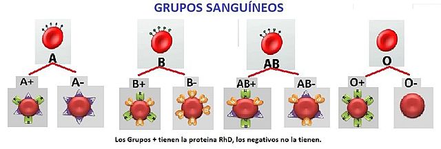 Grupos de Sangre