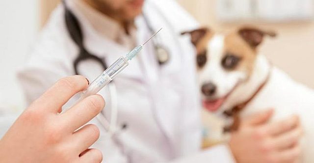 Eliminación de vacuna antirrábica