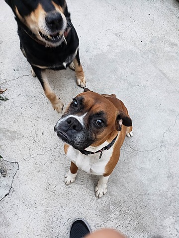 Adopté a una perrita