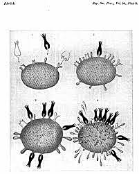 Teoría de la inmunidad de cadena lateral