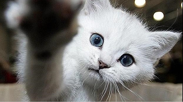 LA PANDILLA CONOCE A UN GATO QUE HABLA