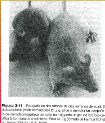 PRIMERS RATONS TRANSGÈNICS