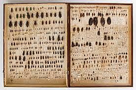 Charles Darwin Cambridge