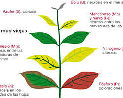 la nutrición vegetal