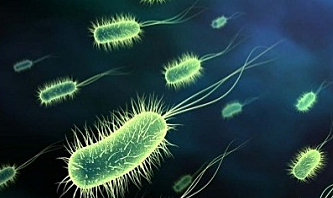 VIDA EN LA TIERRA - 3700 millones de años