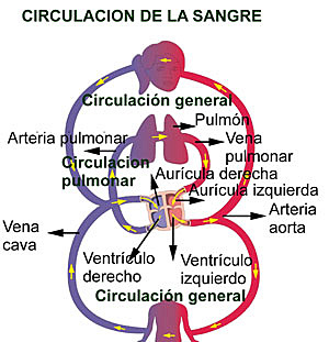 Descobriment la circulació de la sang