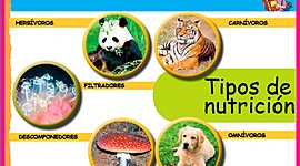 Timeline: NUTRICIÓN EN SERES VIVOS